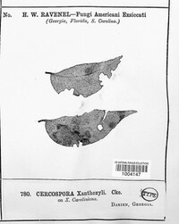 Cercospora xanthoxyli image